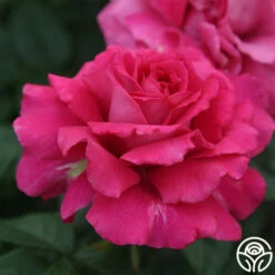 Pretty Lady Rose™ -HEIRLOOM ROSES Sales pretty lady rose 5