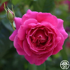 Pretty Lady Rose™ -HEIRLOOM ROSES Sales pretty lady rose 7