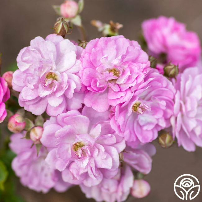 Pretty Polly® Lavender 4 Pretty Polly® Lavender - Image 2