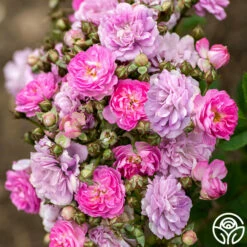 Pretty Polly® Lavender