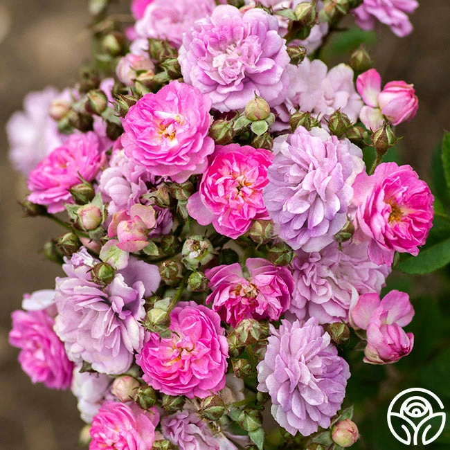 Pretty Polly® Lavender 3 Pretty Polly® Lavender