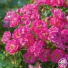 Pretty Polly® Pink 1 Pretty Polly® Pink -HEIRLOOM ROSES Sales pretty polly pink 3 1