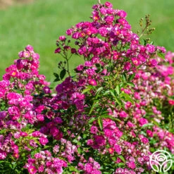 Pretty Polly® Pink -HEIRLOOM ROSES Sales pretty polly pink 4