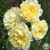 Princess Buttercup® -HEIRLOOM ROSES Sales princess buttercup