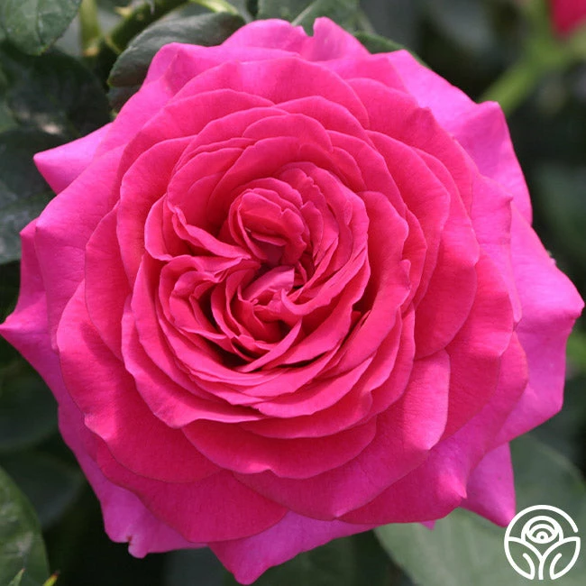 Princess Elise™ 4 Princess Elise™ - Image 2