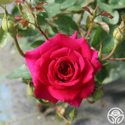 Princess Elise™ 19 Princess Elise™ -HEIRLOOM ROSES Sales princess elise 2