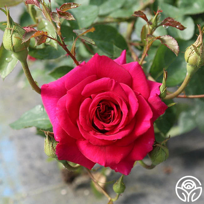 Princess Elise™ 9 Princess Elise™ - Image 7