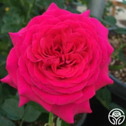 Princess Elise™ 16 Princess Elise™ -HEIRLOOM ROSES Sales princess elise 3