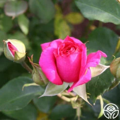 Princess Elise™ 23 Princess Elise™ -HEIRLOOM ROSES Sales princess elise 67