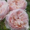 Princesse Charlene De Monaco® -HEIRLOOM ROSES Sales princesse charlene de monaco 1