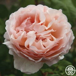 Princesse Charlene De Monaco® -HEIRLOOM ROSES Sales princesse charlene de monaco 2