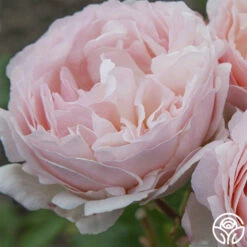 Princesse Charlene De Monaco® -HEIRLOOM ROSES Sales princesse charlene de monaco 3
