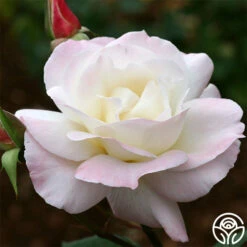 Pristine®™ -HEIRLOOM ROSES Sales pristine 3 8