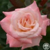 Pristine®™ -HEIRLOOM ROSES Sales pristine 4 8