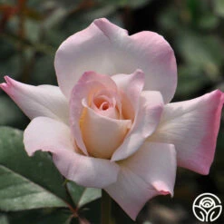 Pristine®™ -HEIRLOOM ROSES Sales pristine 6