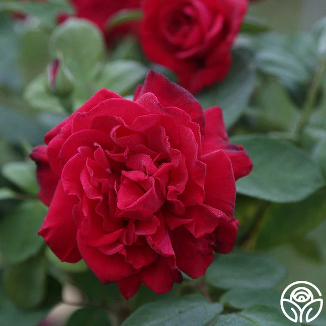 Proud Land® 4 Proud Land® - Image 2