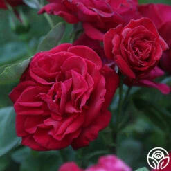 Proud Land® 11 Proud Land® -HEIRLOOM ROSES Sales proud land 13