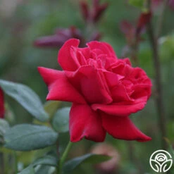 Proud Land® 15 Proud Land® -HEIRLOOM ROSES Sales proud land 14