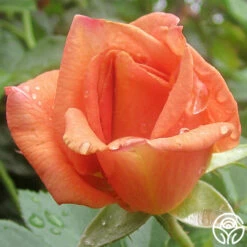 Pumpkin Patch™ -HEIRLOOM ROSES Sales pumpkin patch 4 1