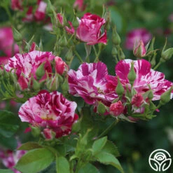 Purple Splash -HEIRLOOM ROSES Sales purple splash 3 7