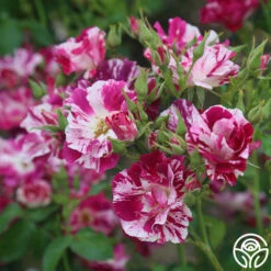 Purple Splash -HEIRLOOM ROSES Sales purple splash 4 1