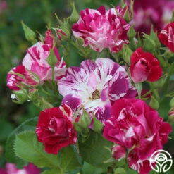 Purple Splash -HEIRLOOM ROSES Sales purple splash 5 1 1