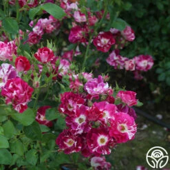 Purple Splash -HEIRLOOM ROSES Sales purple splash 6