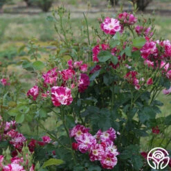 Purple Splash -HEIRLOOM ROSES Sales purple splash 7