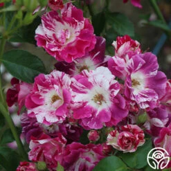 Purple Splash -HEIRLOOM ROSES Sales purple splash 8