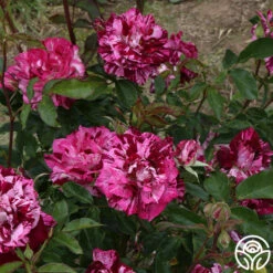 Purple Tiger -HEIRLOOM ROSES Sales purple tiger 11