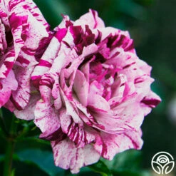 Purple Tiger -HEIRLOOM ROSES Sales purple tiger 1 1