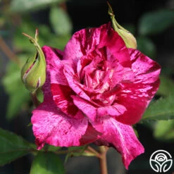 Purple Tiger -HEIRLOOM ROSES Sales purple tiger 3 1