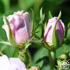 Quatre Saisons -HEIRLOOM ROSES Sales quatre saisons 2 5