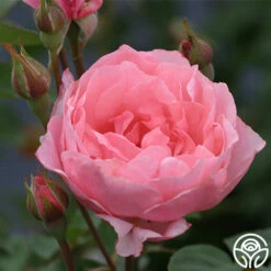 Queen Elizabeth® -HEIRLOOM ROSES Sales queen elizabeth 1 1 1