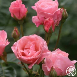 Queen Elizabeth® -HEIRLOOM ROSES Sales queen elizabeth 4 8