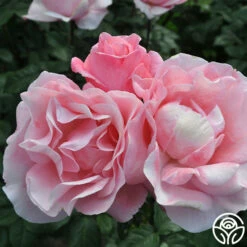 Queen Elizabeth® -HEIRLOOM ROSES Sales queen elizabeth 5 8