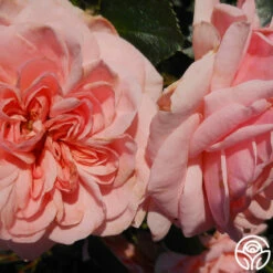 Queen Margrethe™ -HEIRLOOM ROSES Sales queen margrethe 2 7