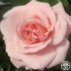Queen Margrethe™ -HEIRLOOM ROSES Sales queen margrethe 3 7