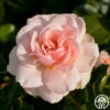 Queen Margrethe™ -HEIRLOOM ROSES Sales queen margrethe 5
