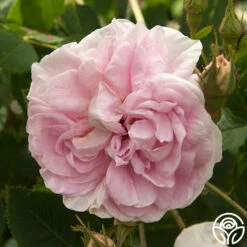 Queen Of Denmark 15 Queen Of Denmark -HEIRLOOM ROSES Sales queen of denmark 1 1 1