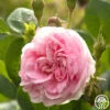 Queen Of Denmark 1 Queen Of Denmark -HEIRLOOM ROSES Sales queen of denmark 2 5