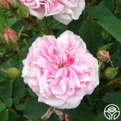 Queen Of Denmark 14 Queen Of Denmark -HEIRLOOM ROSES Sales queen of denmark 3 5