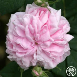 Queen Of Denmark 12 Queen Of Denmark -HEIRLOOM ROSES Sales queen of denmark 5