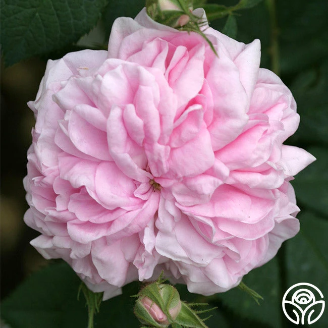 Queen Of Denmark 6 Queen Of Denmark - Image 4