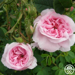 Queen Of Denmark 11 Queen Of Denmark -HEIRLOOM ROSES Sales queen of denmark 6