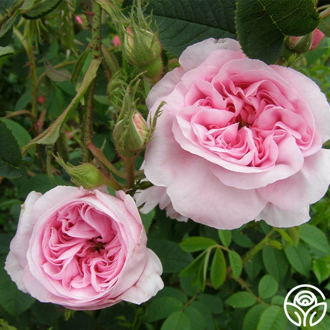 Queen Of Denmark 5 Queen Of Denmark - Image 3