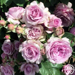 Arborose® Quicksilver -HEIRLOOM ROSES Sales quicksilver 1 2 1