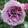 Arborose® Quicksilver -HEIRLOOM ROSES Sales quicksilver 2 1 1