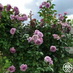 Arborose® Quicksilver -HEIRLOOM ROSES Sales quicksilver 3 1 1