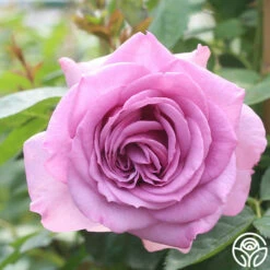 Arborose® Quicksilver -HEIRLOOM ROSES Sales quicksilver 4 2 1